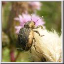 Hypera zoilus - Gespinstruessler 01.jpg